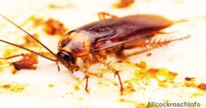 Alaska Cockroaches
