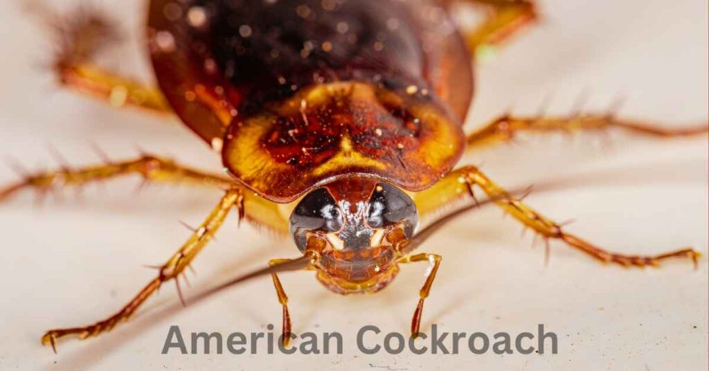 American Cockroach info