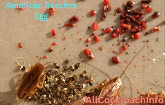 American Roaches Egg
