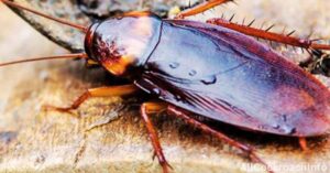 Are Florida Cockroaches Dangerous