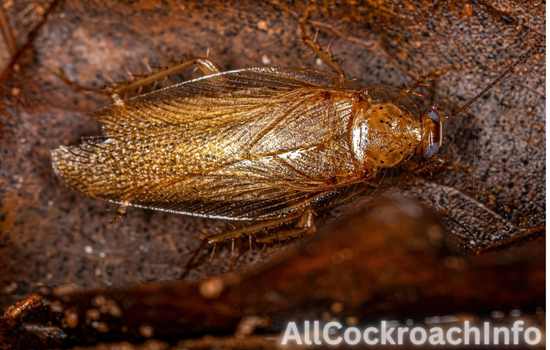 Are Wood Roaches Harmful