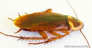 Arizona Cockroaches