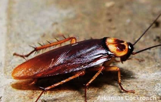 Arkansas Cockroach Size