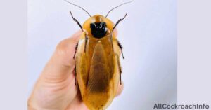 Blaberus Giganteus Cockroach