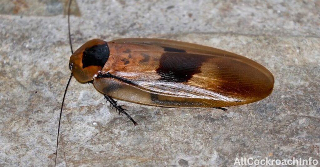 Brazilian Cockroach