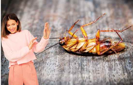 Can You Avoid Roaches In Florida