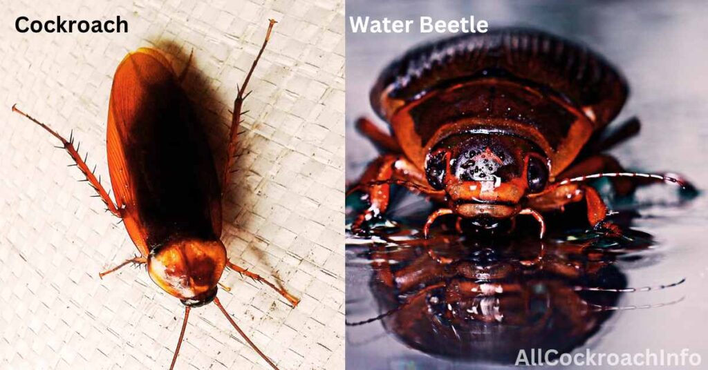 Cockroach Vs Water Beetle