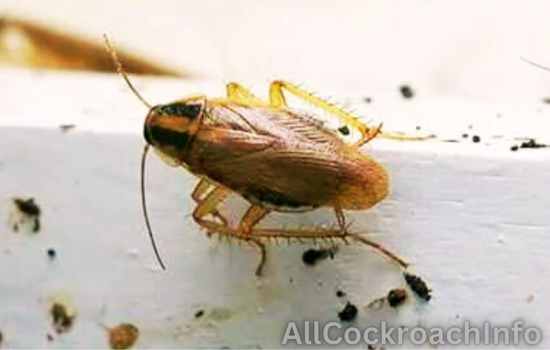 Colorado Cockroach Fecal Matter