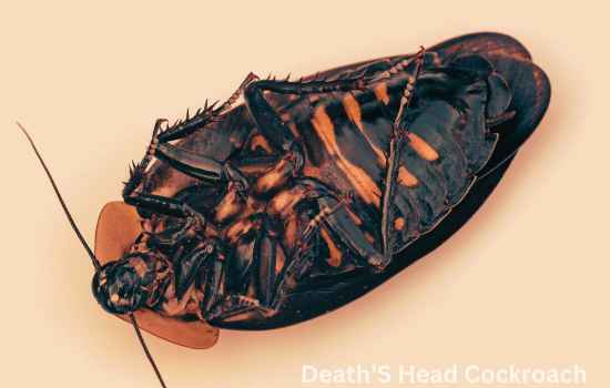 Death’S Head Cockroach