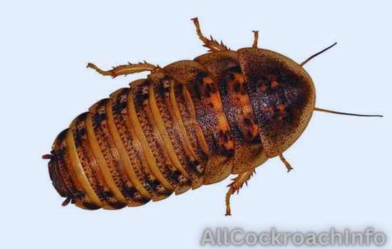 Dubia Cockroach Species, Types, And Scientific Name