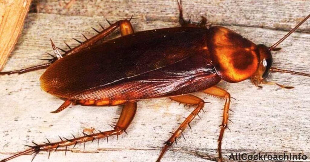Facts About American Cockroach