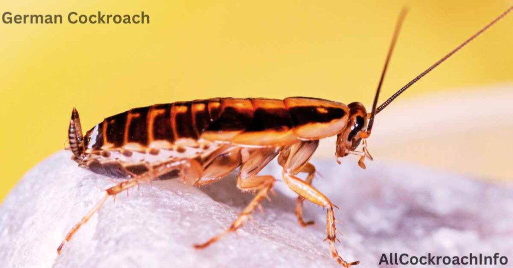 Facts About German Cockroaches