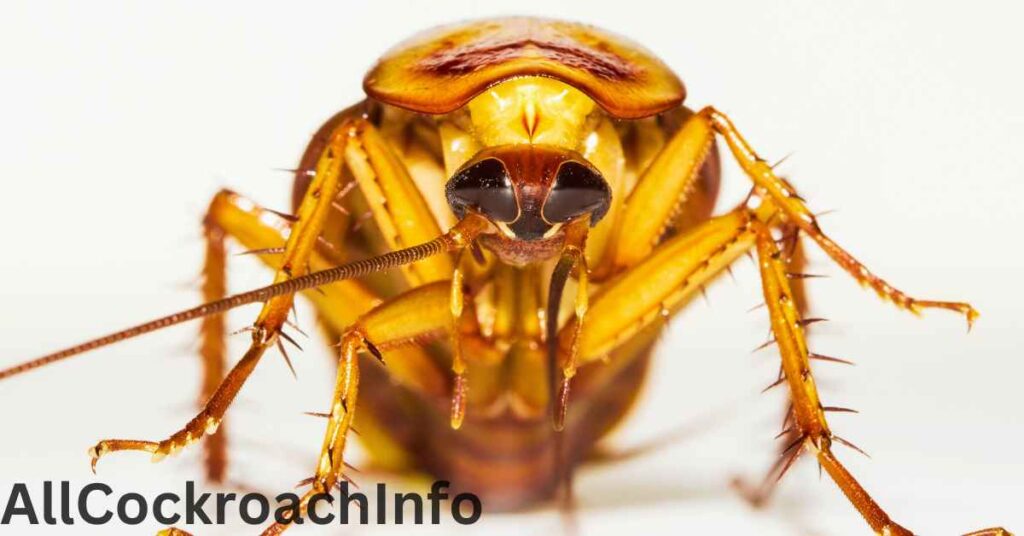 Florida Wood Cockroach