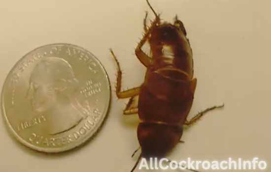 Florida Woods Cockroach Habitat