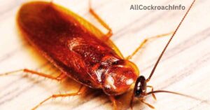 Georgia Cockroaches