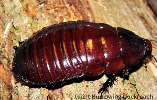 Giant Burrowing Cockroach Lifespan