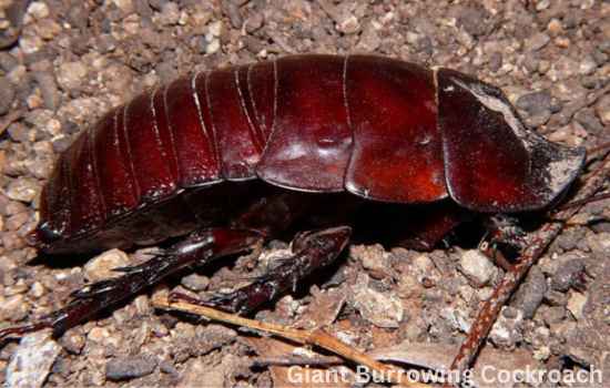 Giant Burrowing Cockroach