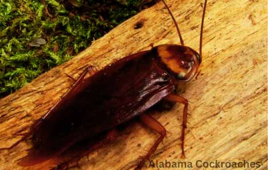 How To Get Rid Of Alabama Cockroach