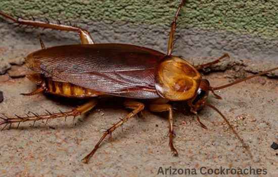 How To Get Rid Of Arizona Cockroaches