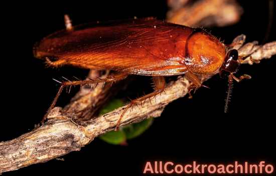 How To Get Rid Of Wood Roaches In Your House