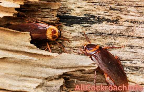 How To Get Rid Of Wood Roaches Outside