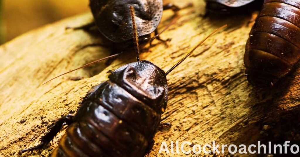 How to Eliminate Wood Roaches