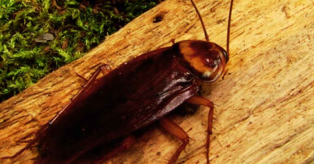 Illinois Cockroaches