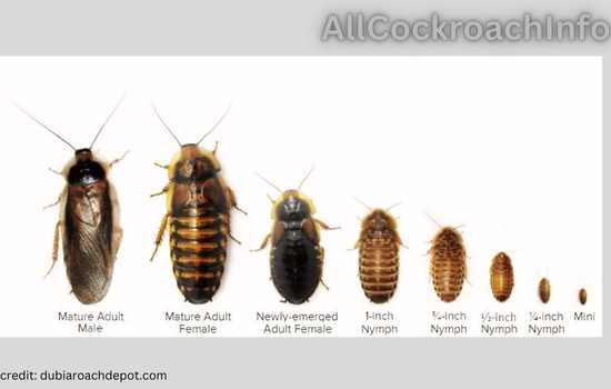 Life Cycle Dubia Cockroach