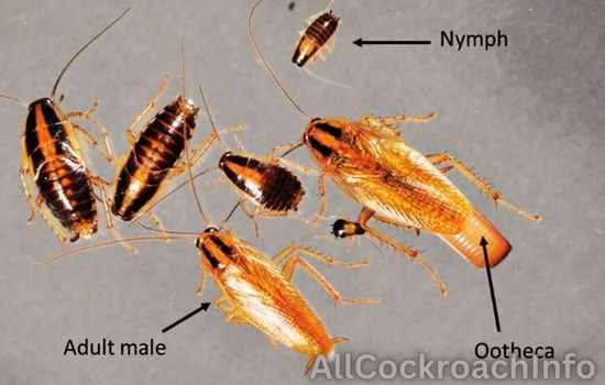 Life Cycle Of German Cockroach