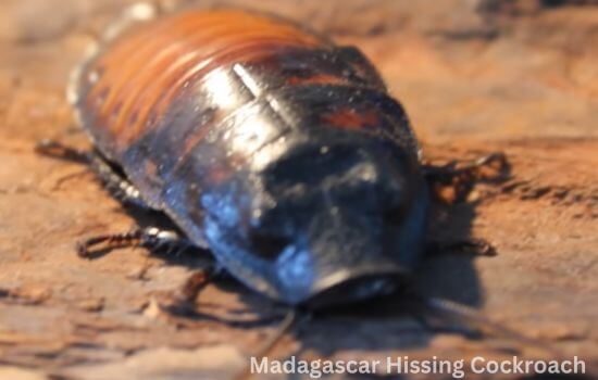 Madagascar Hissing Cockroach Habitat
