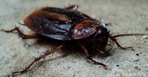 Massachusetts Cockroaches