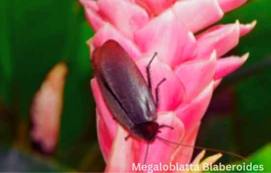 Megaloblatta Blaberoides