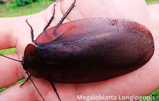 Megaloblatta Longipennis