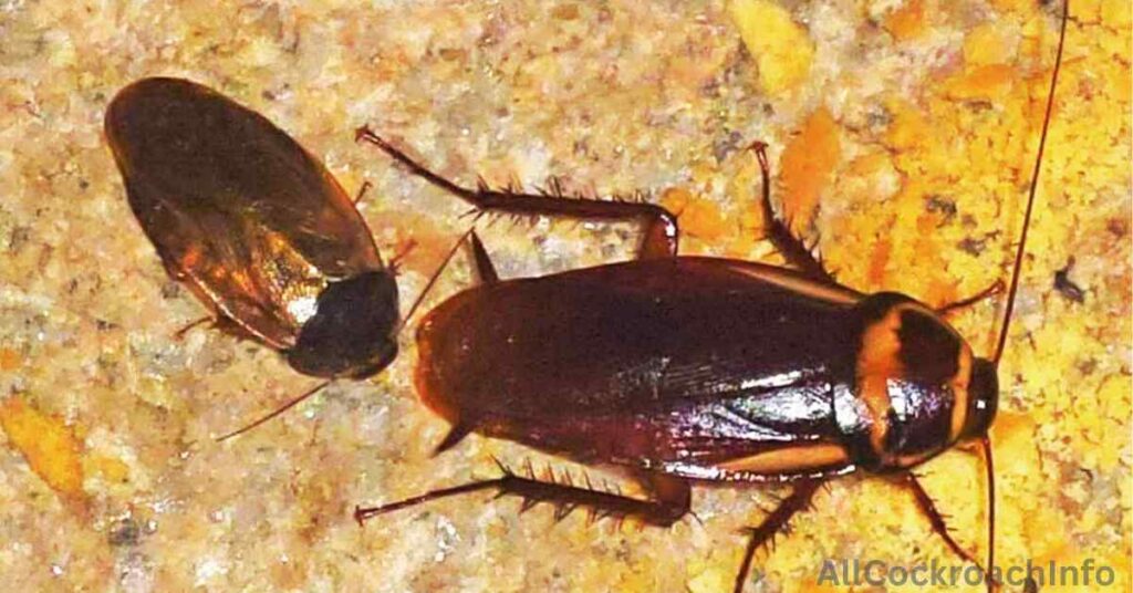 Michigan Cockroaches