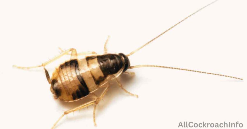 Missouri Cockroaches