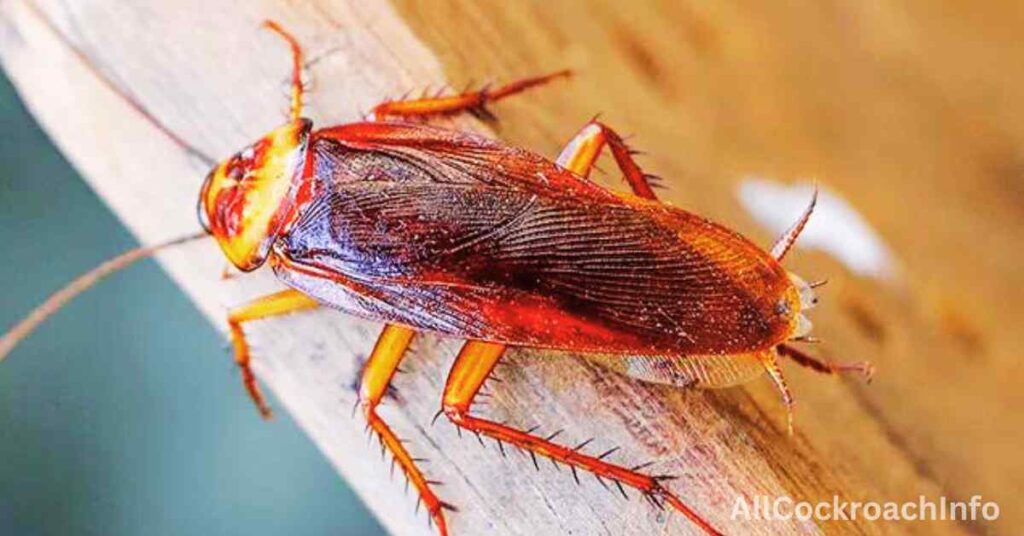 North Carolina Cockroaches