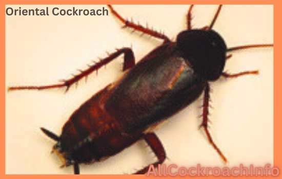 Oriental Cockroach Size