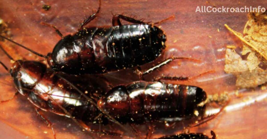 Pennsylvania Cockroaches