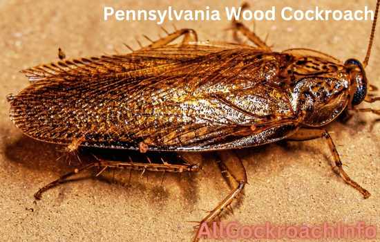 Pennsylvania Wood Cockroach