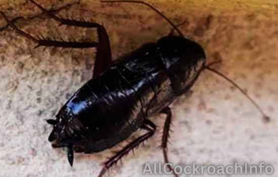 Roaches In Colorado Signs Of Infestation