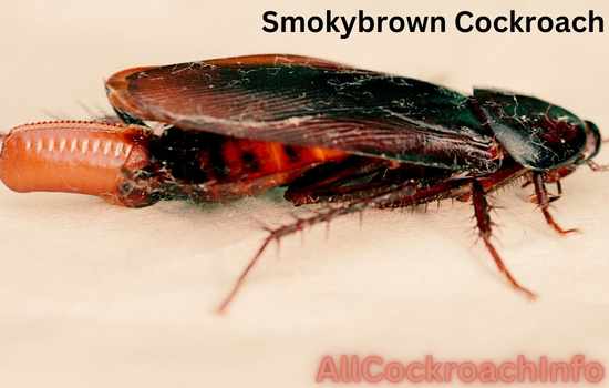 Smoky brown Cockroach