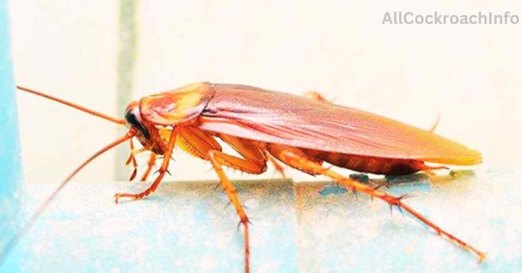 South Carolina Cockroaches