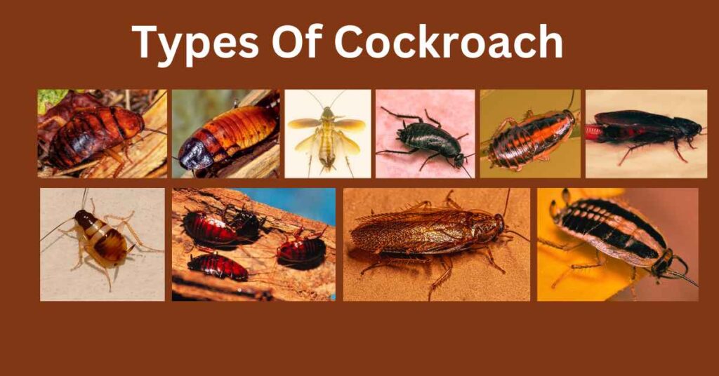Types Of Cockroach