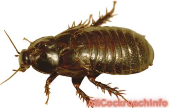 Understand The Average Lifespan Of A Wood Roach