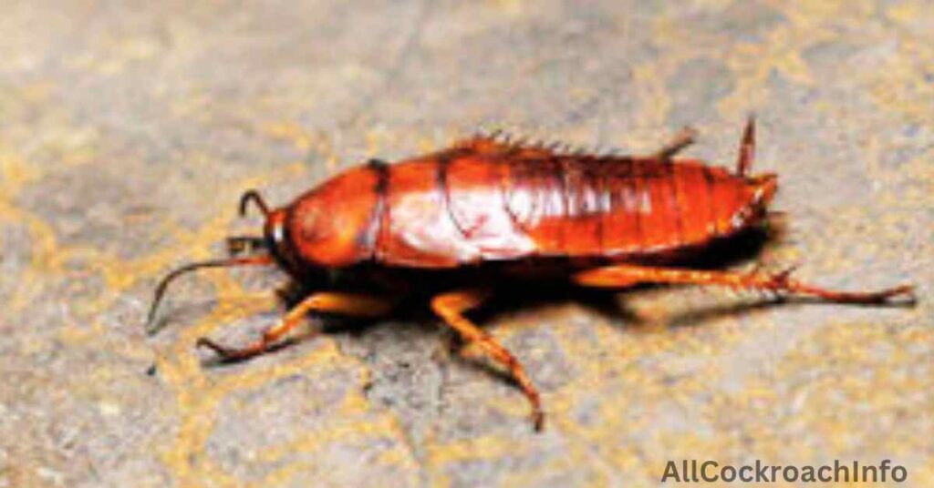 Utah Cockroaches