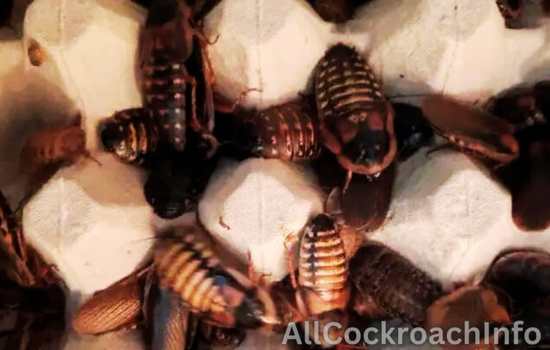 What Is Dubia Cockroach