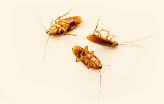 What Is Hawaii Cockroaches