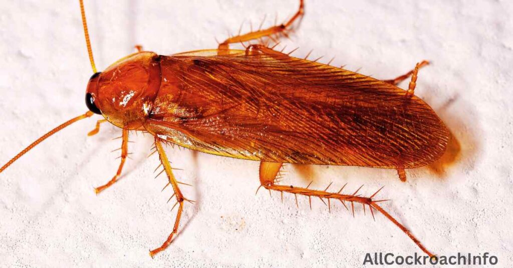 What is Cockroach