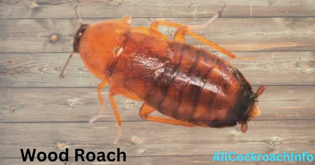 Where Does Wood Roach Come from