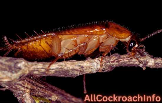 Why Do You Get Wood Roaches